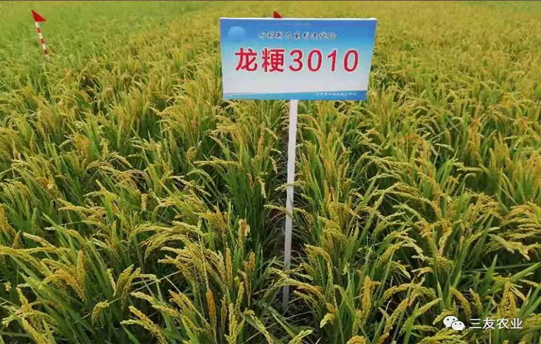 龙粳3010