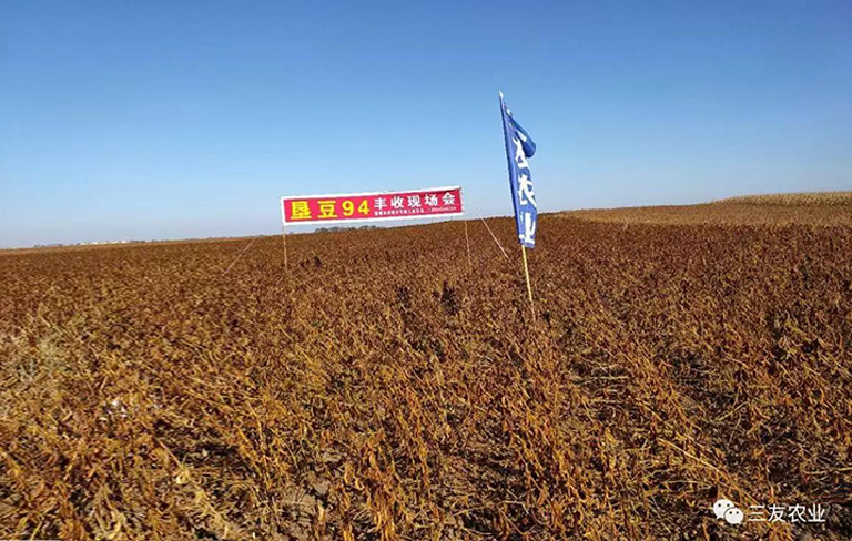 亚有限 高产 高蛋白   垦豆94