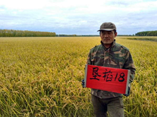 垦稻18