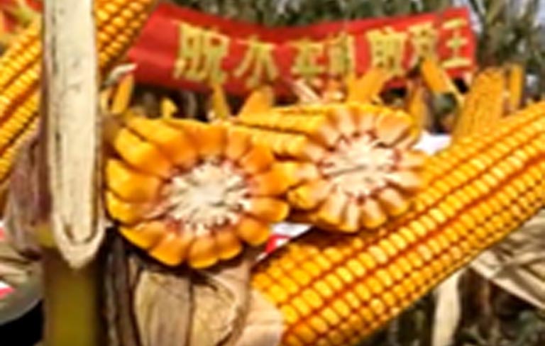 大棒神马齿形鹏玉17